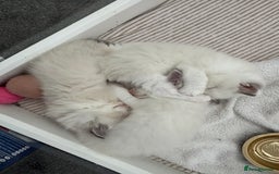 Ragdoll cats for sale: Blue bi coloured ragdoll kittens for sale  - Image 1