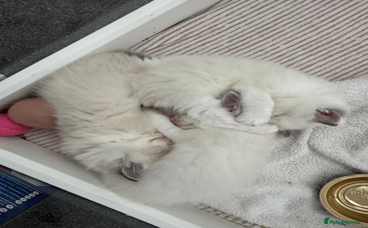 Ragdoll cats - Advert 2