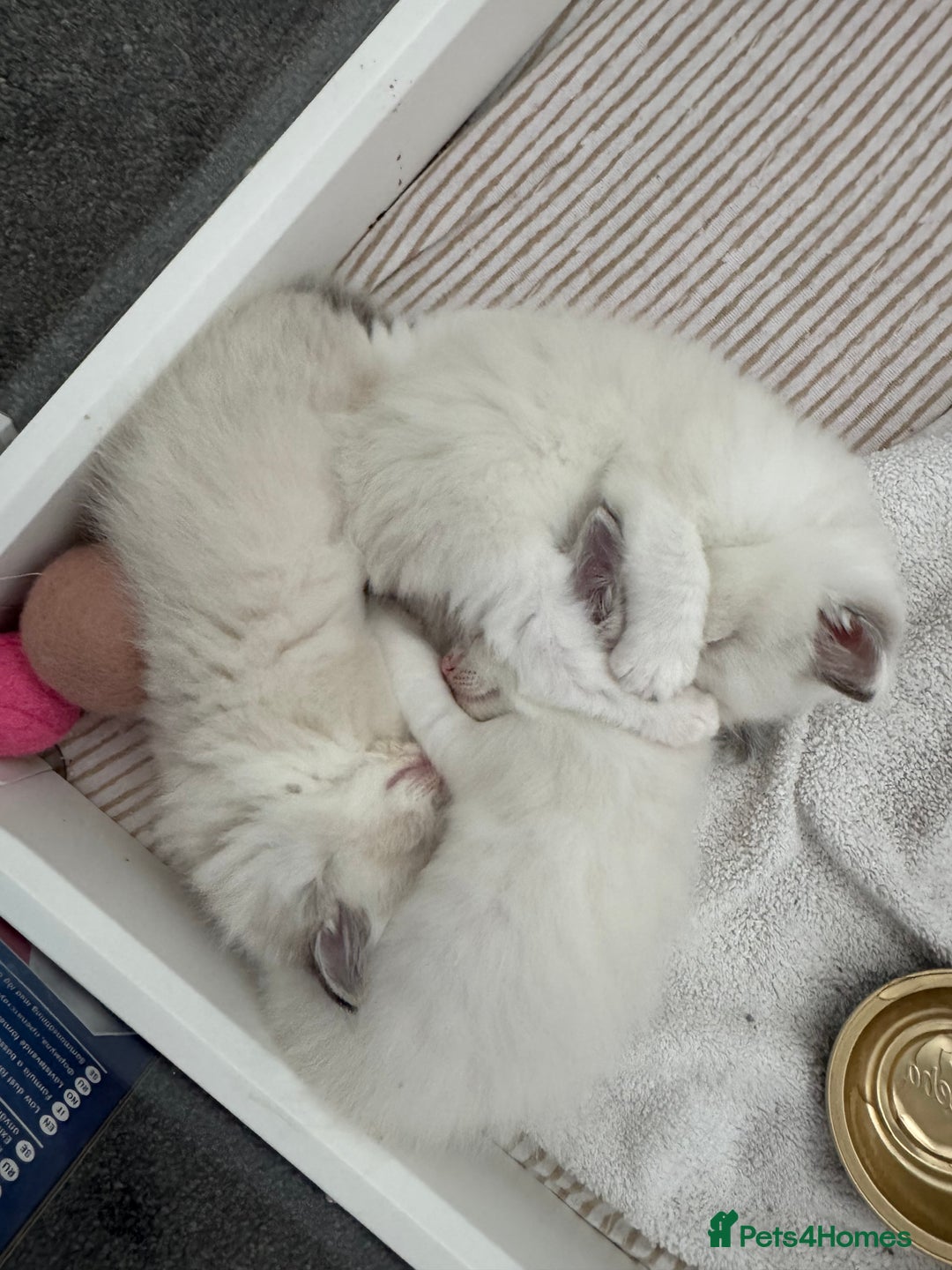 Ragdoll cats for sale: Blue bi coloured ragdoll kittens for sale  - Image 1