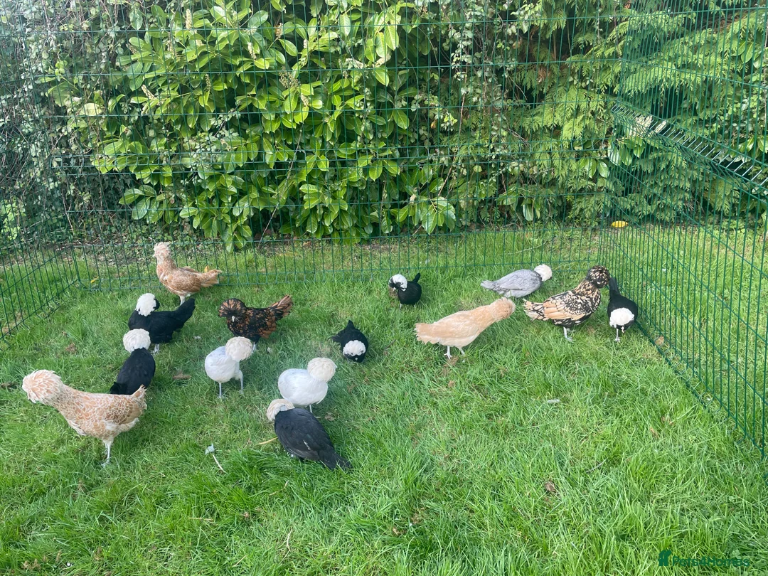 Chickens poultry for sale: Polish bantams - Advert 2