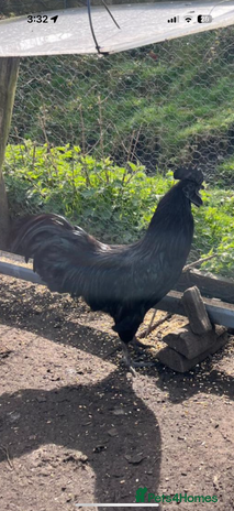 Chickens poultry - Advert 3