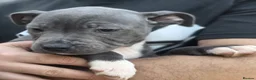 Staffordshire Bull Terrier dogs for sale: SMALLEST KC REG SBT PUPPY  - Advert 10