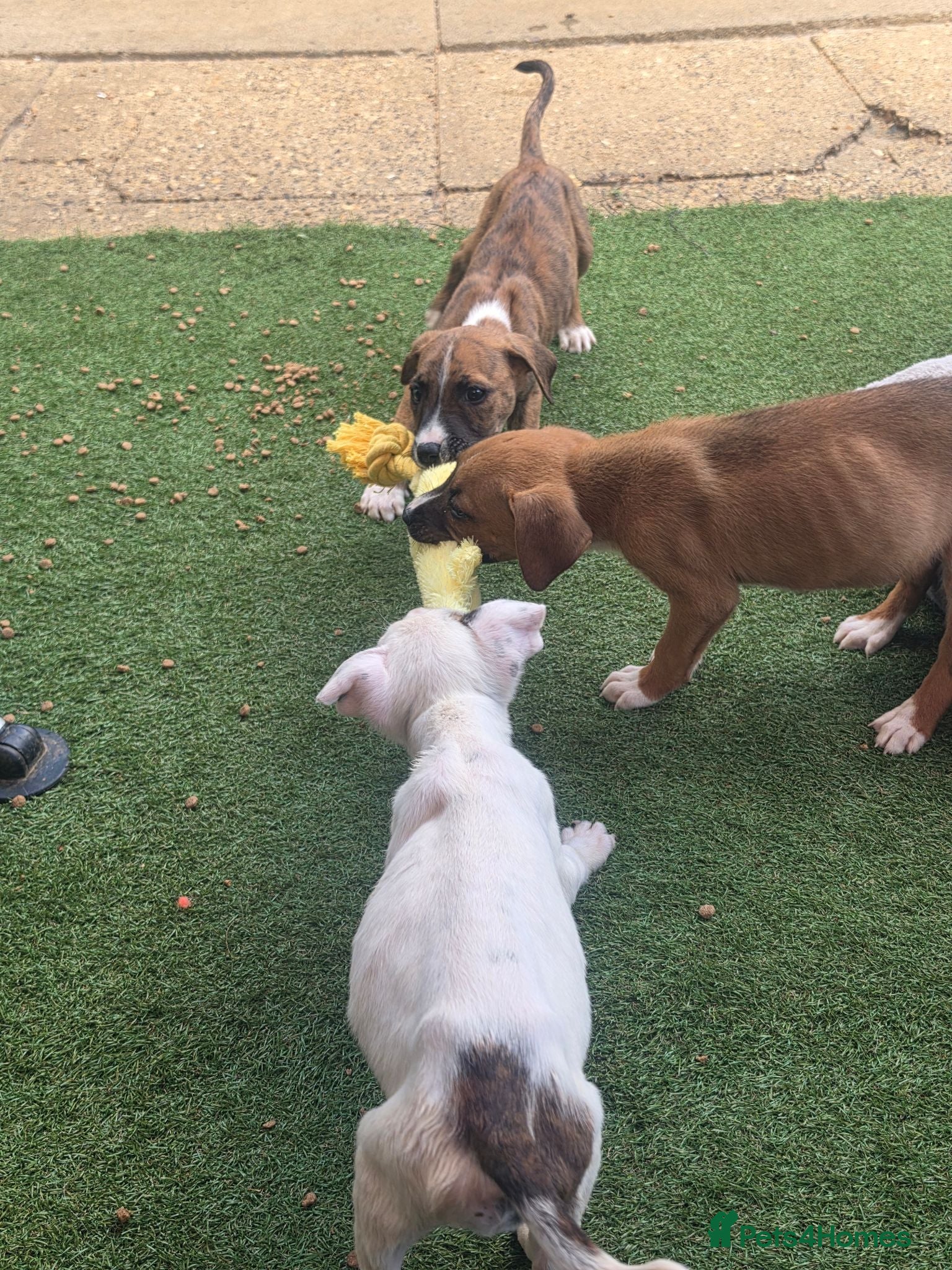 Mixed Breed dogs English ball terrier  cross staffy  - Advert 1