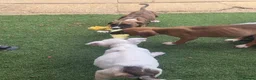 Mixed Breed dogs for sale: English ball terrier  cross staffy  - Advert 1