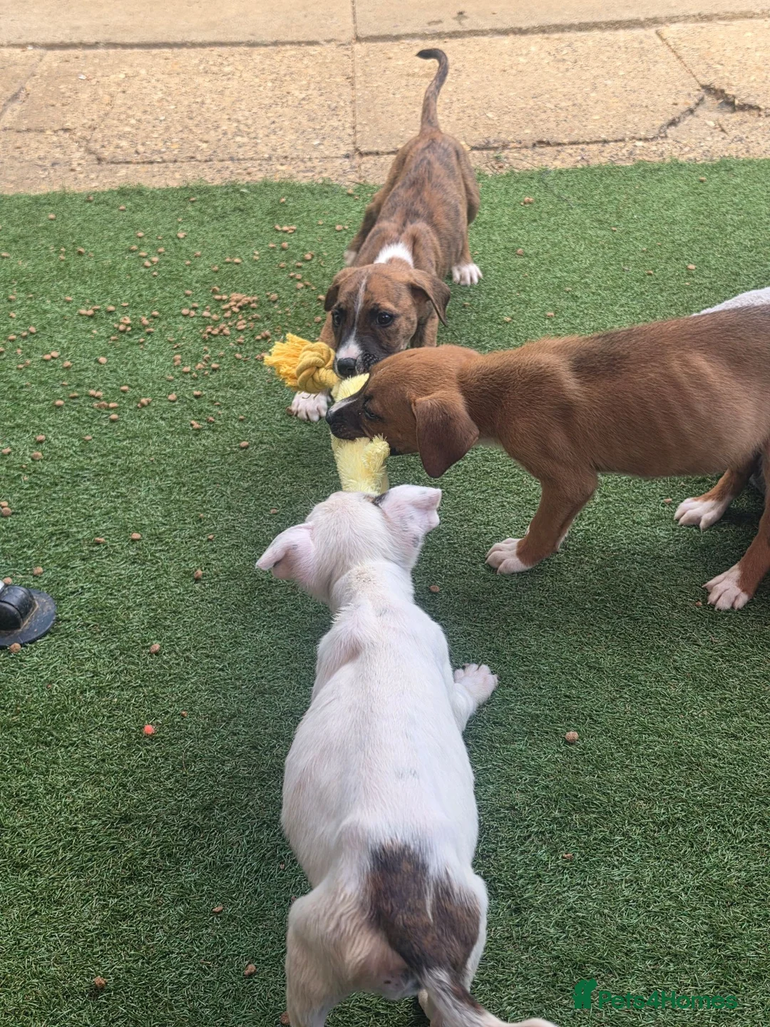 Mixed Breed dogs for sale: English ball terrier  cross staffy  - Advert 1