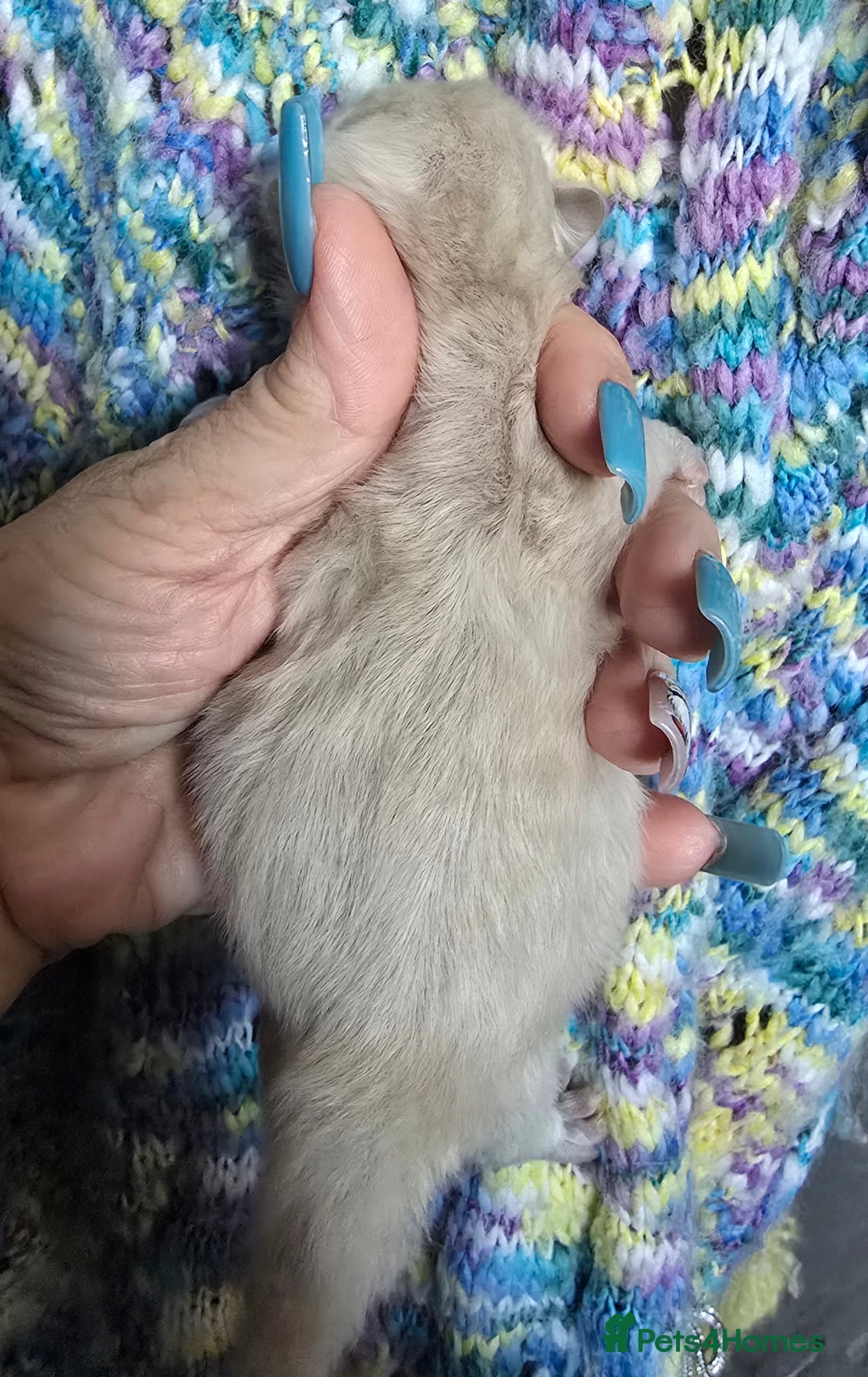 British Shorthair cats for sale: ONE GIRL LEFT TICA REGISTERED BRITISH SHORTHAIR - Advert 7