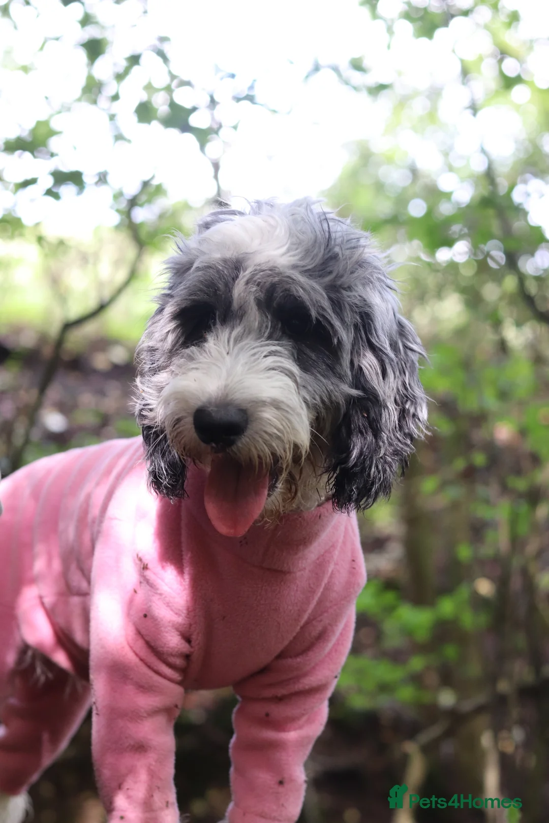 Cockapoo dogs for sale: Beautiful f1 blue parti Merle female cockapoo - Advert 5