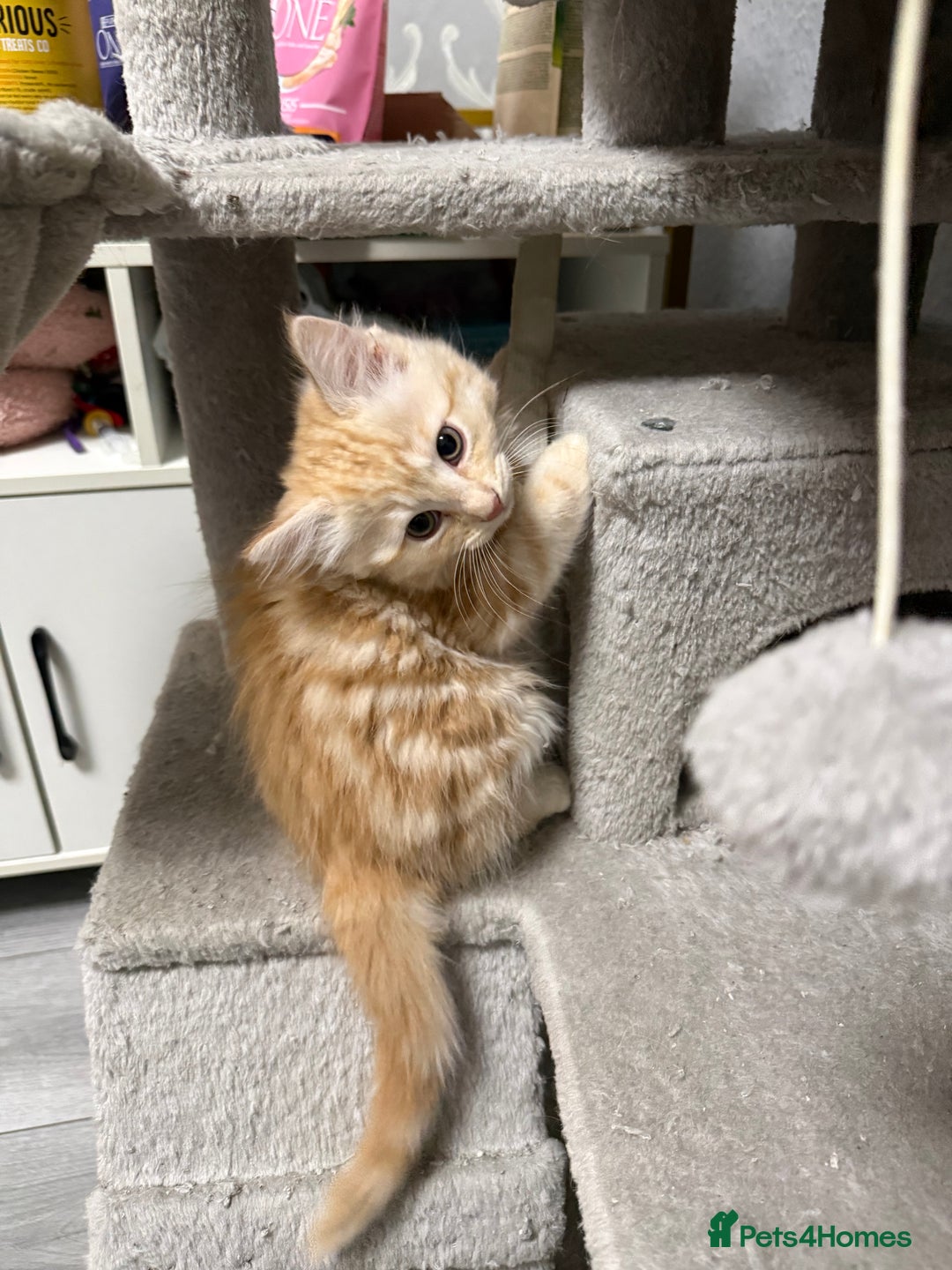 Mixed Breed cats for sale: Mixed kitten breed - Advert 7