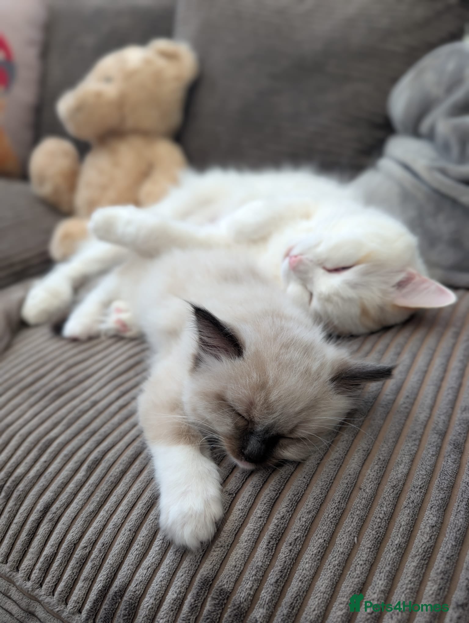 Ragdoll cats READY to go: 2 Beautiful Purebred Ragdoll Kittens  - Advert 2