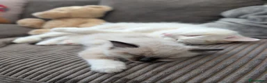 Apollo - Ragdoll 3