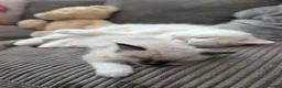 Ragdoll cats for sale: READY to go: 2 Purebred Ragdoll Kittens  - Advert 11
