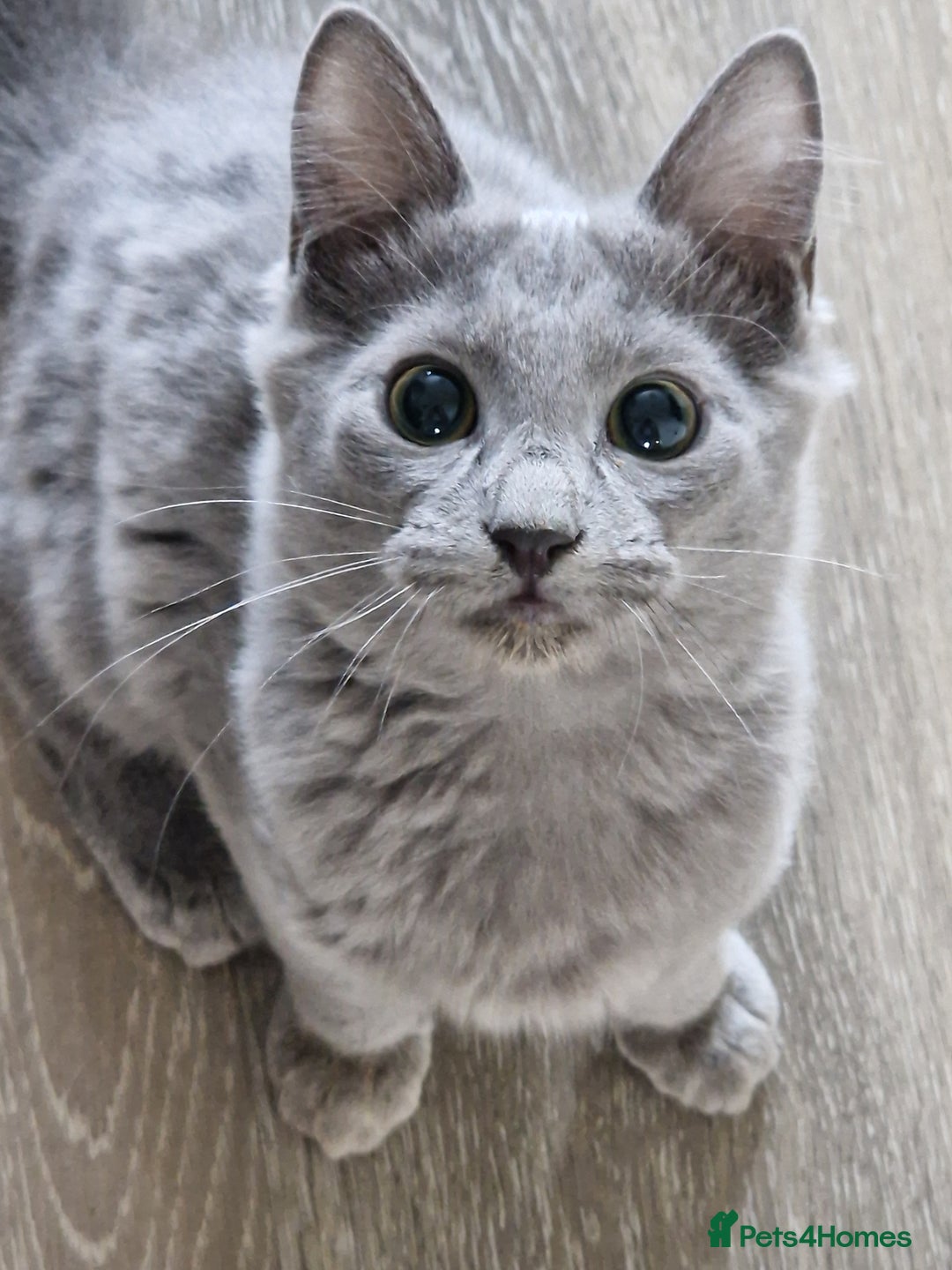 Nebelung cats for sale: Pedigree Nebelung boy kitten  - Image 5