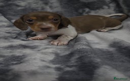 Miniature Dachshund dogs for sale: Miniature dachshund puppies KC Reg 1 boy left - Image 6