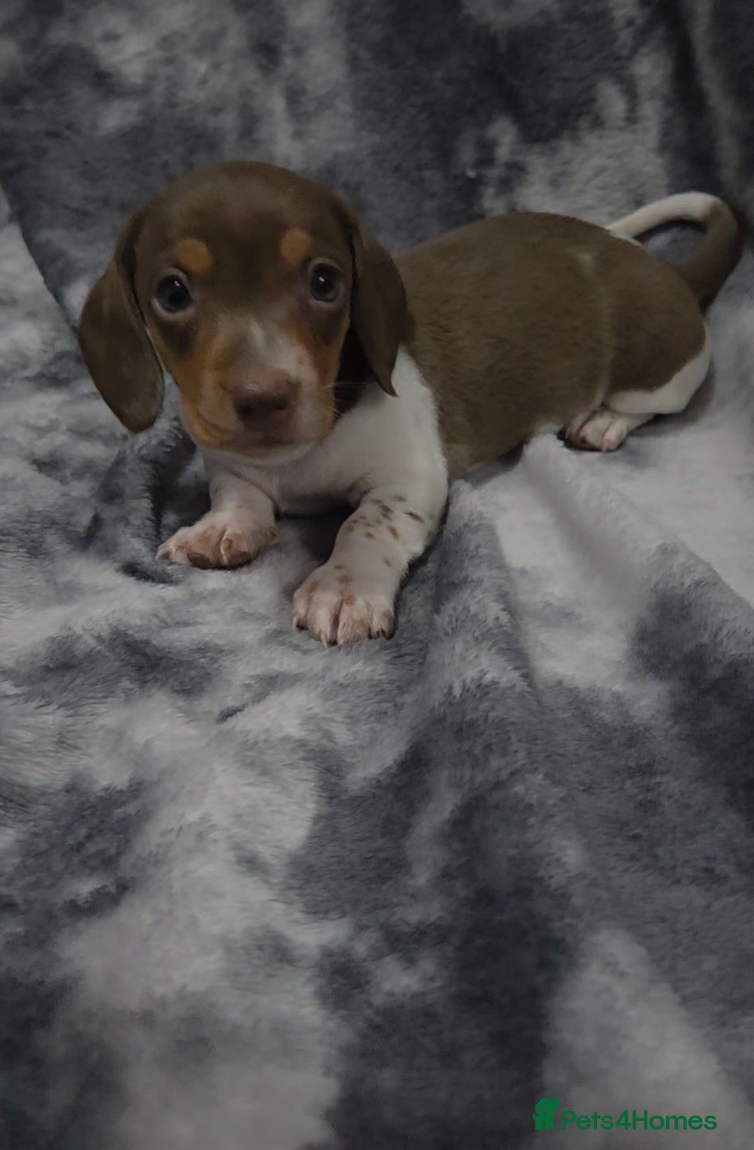 Miniature Dachshund dogs for sale: Miniature dachshund puppies KC Reg 1 boy left - Image 6