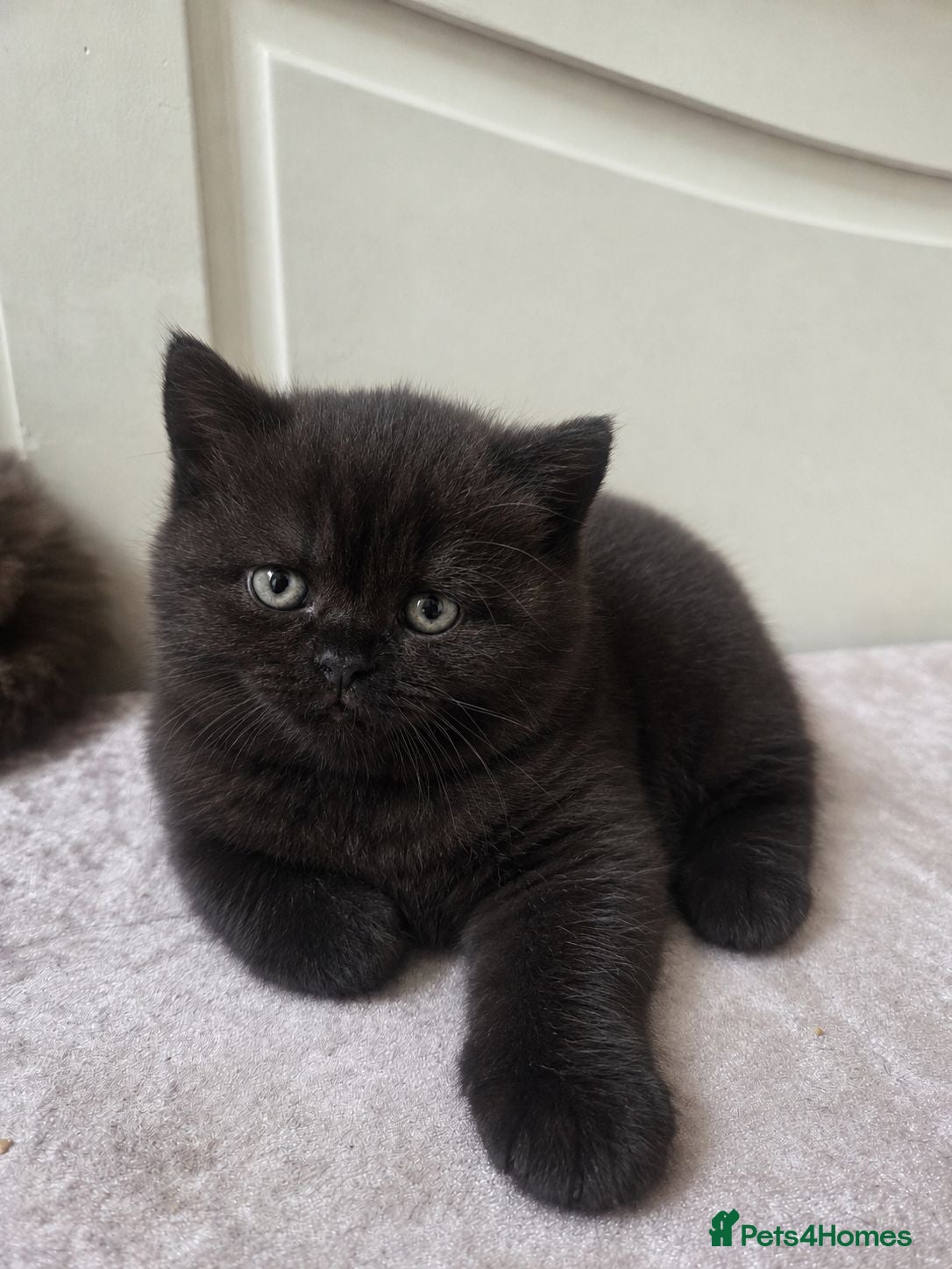 British Shorthair cats Chocolate British Shorthair Kittens | GCCF Reg 🤎 - Advert 18