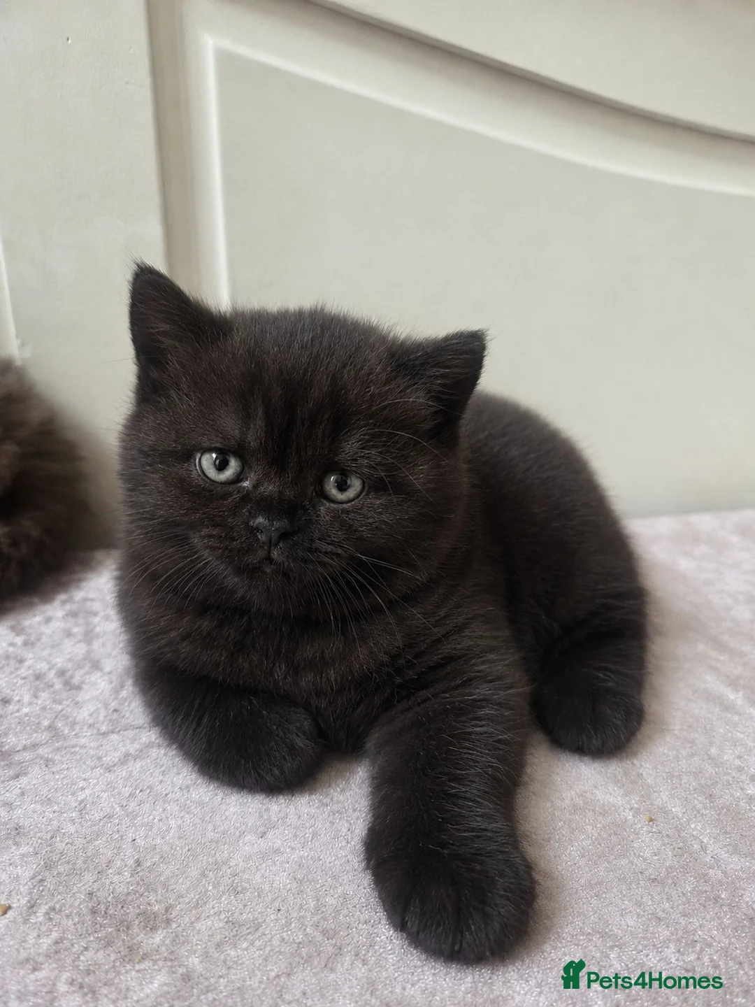 British Shorthair cats for sale: Active British Shorthair Kittens | GCCF 🤎 - Advert 2