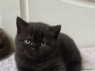 British Shorthair cats British Shorthair Kittens | GCCF Reg 🤎 - Advert 1