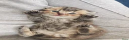 British Shorthair cats for sale: Beautiful British shorthair kittens  - Advert 7