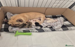 French Bulldog dogs for sale: Stunning French bulldog puppies 5 boys 2 girls  - Image 15