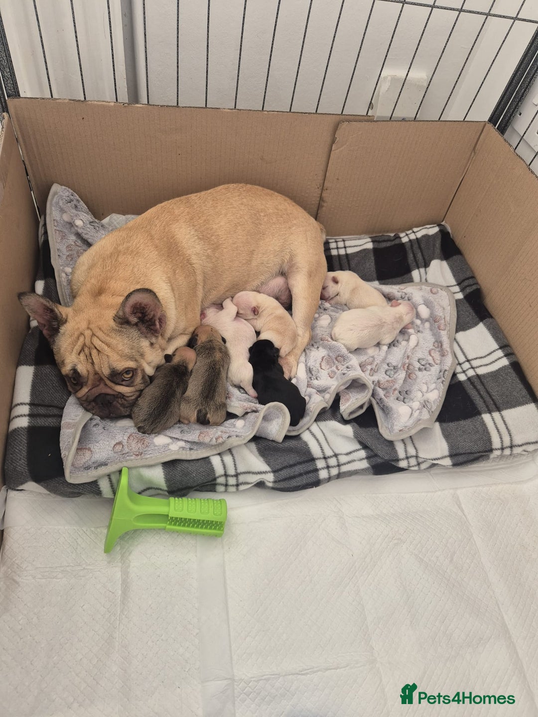 French Bulldog dogs for sale: Stunning French bulldog puppies 5 boys 2 girls  - Image 15