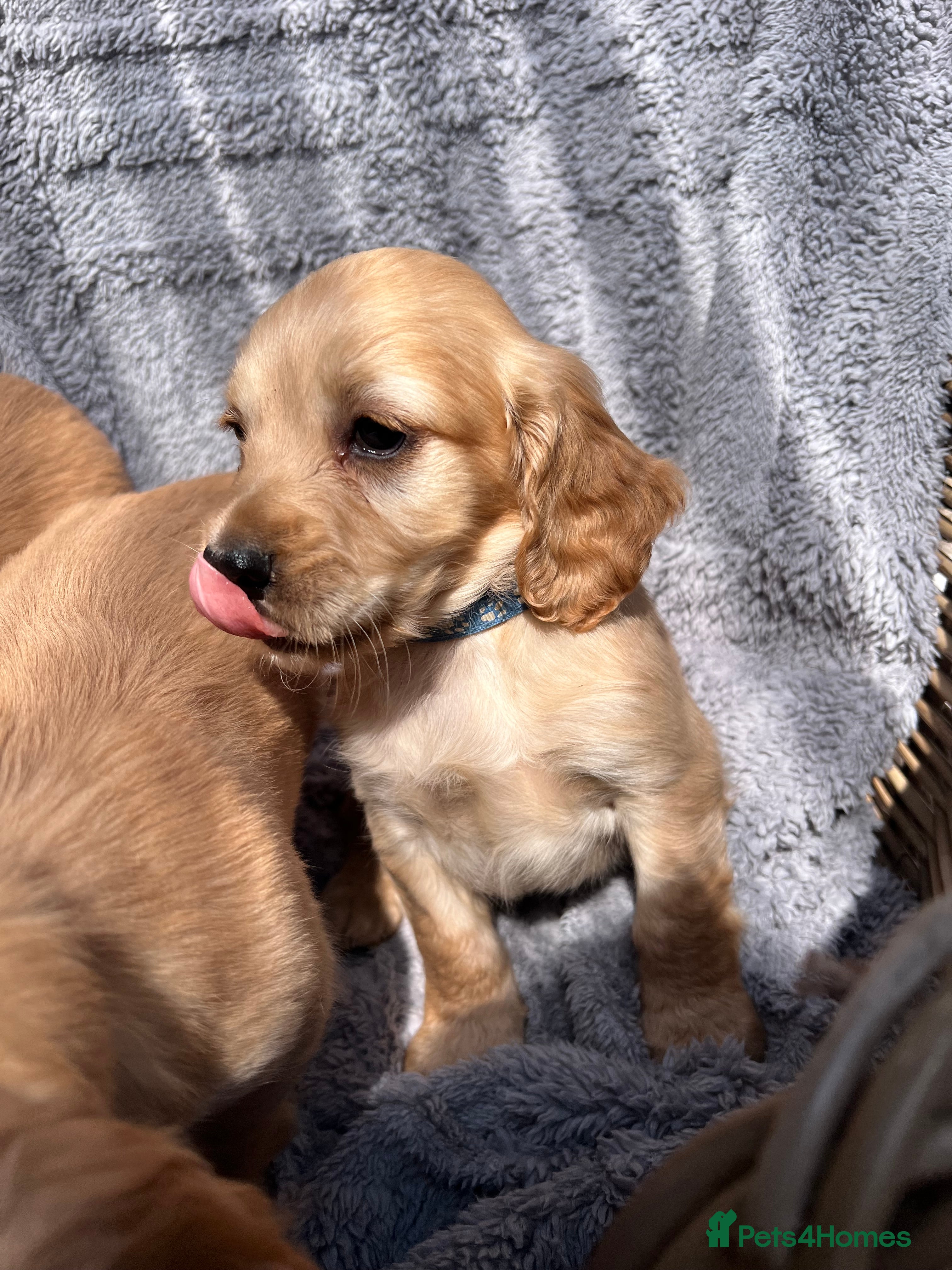 Cocker Spaniel dogs Gorgeous cocker spaniels - Advert 15