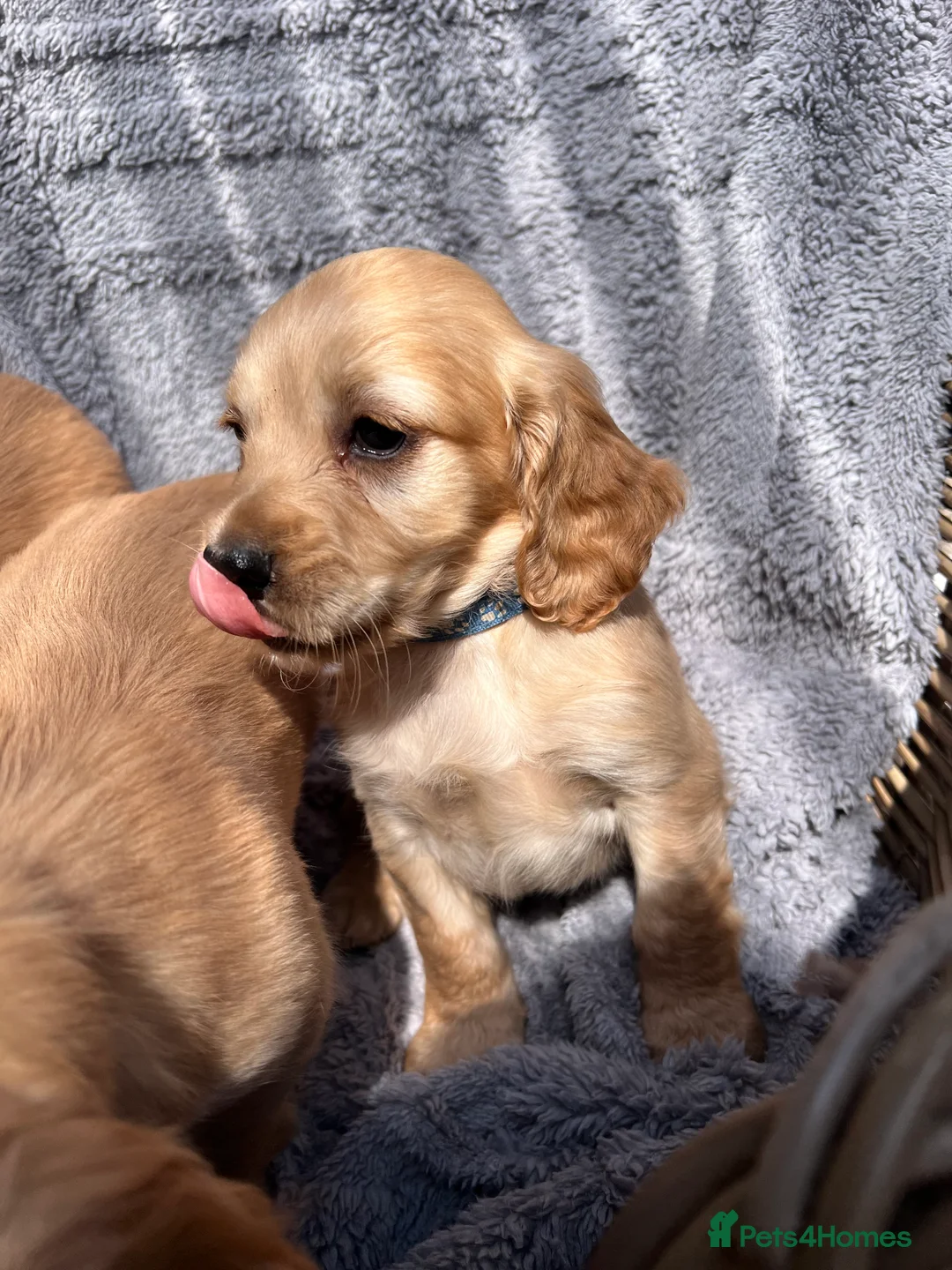 Cocker Spaniel dogs for sale: Gorgeous cocker spaniels - Advert 1
