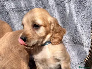 Cocker Spaniel dogs **READY NOW** gorgeous cocker spaniels - Advert 1