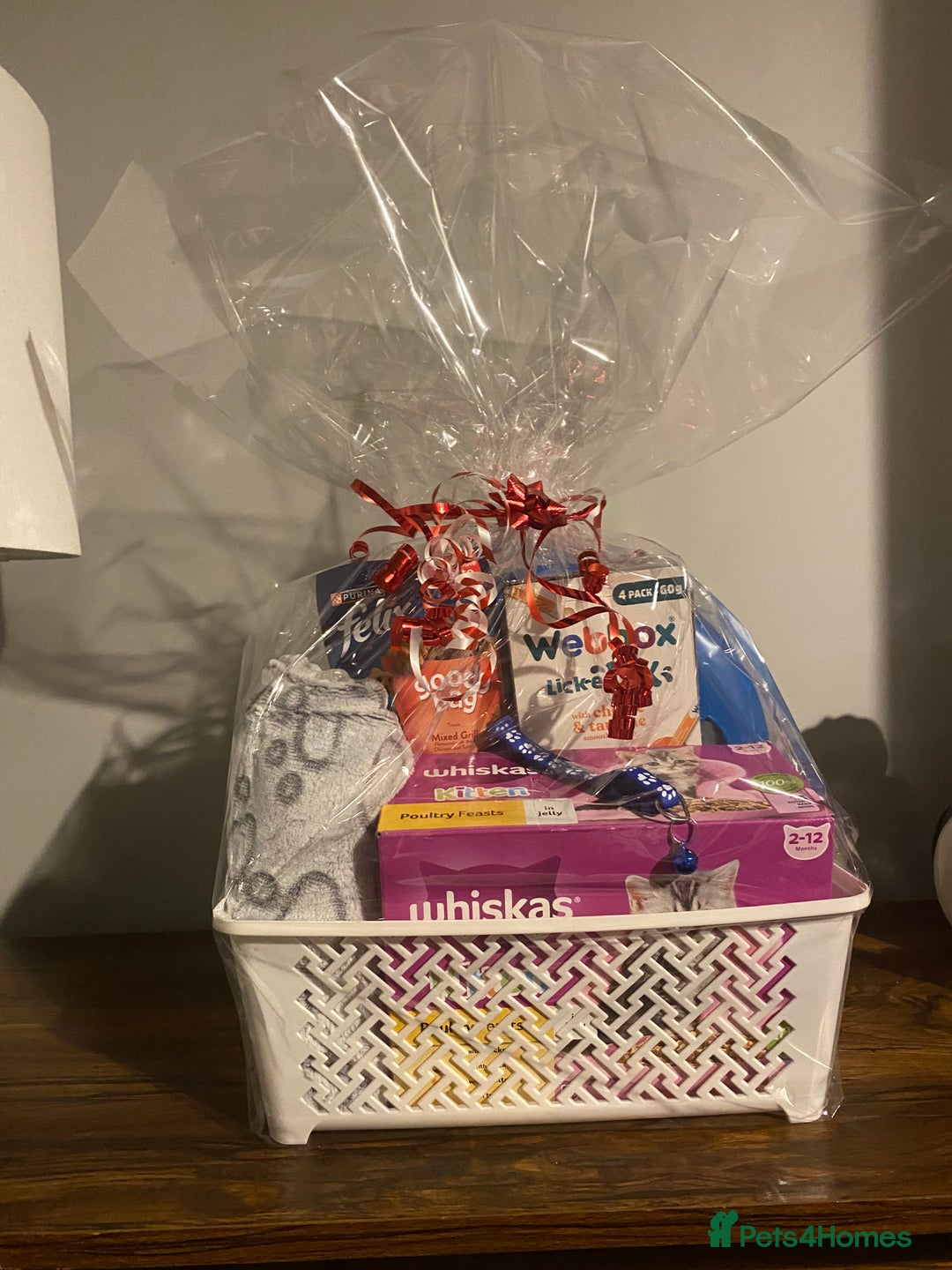 British Shorthair cats for sale: Stunning British short hair GCCF/TICA - Advert 19