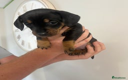 Mixed Breed dogs for sale: 8 beautiful dashaund X Jack Russel puppies  - Image 32