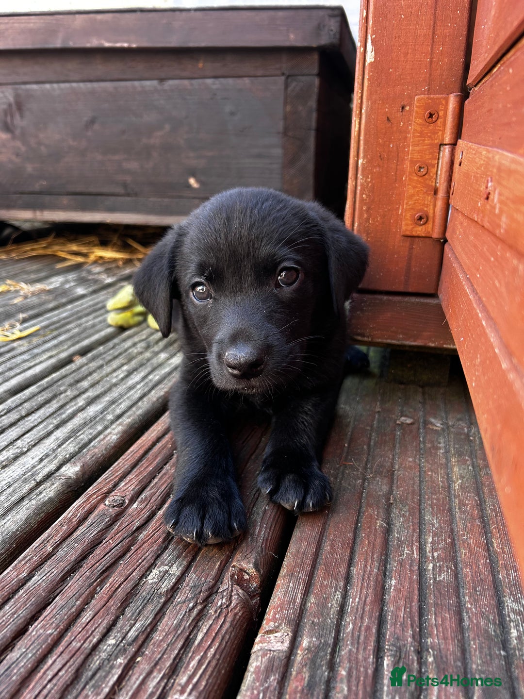 Borador dogs for sale: Collidor - Collie cross Labrador Puppies  - Advert 22
