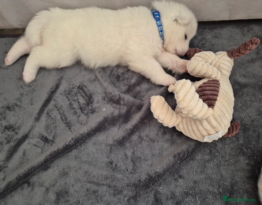 Samoyed dogs for sale: Samoyed Puppies, KC Registered & Health Screened in Barnsley - Advert 10