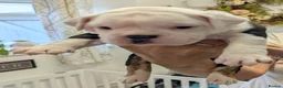 Olde English Bulldogge dogs for sale: 6 Olde English Bulldog puppies in Barry - Advert 19