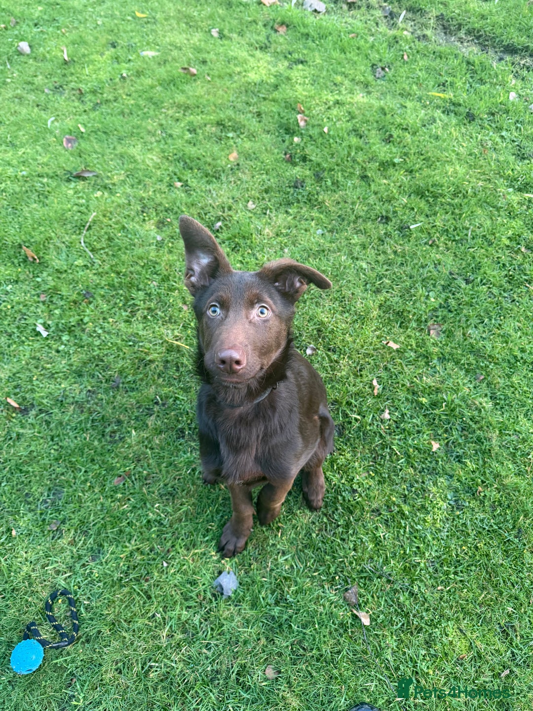 German Shepherd dogs for sale: German Shepherd - Liver & Tan working line  - Advert 2