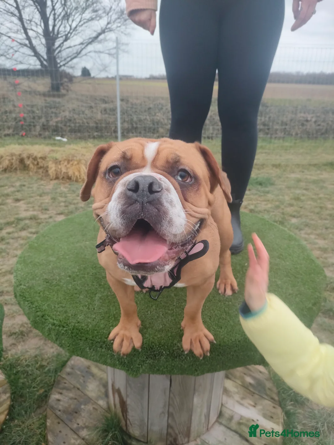 Mixed Breed dogs for sale: Rehoming needed - Advert 4