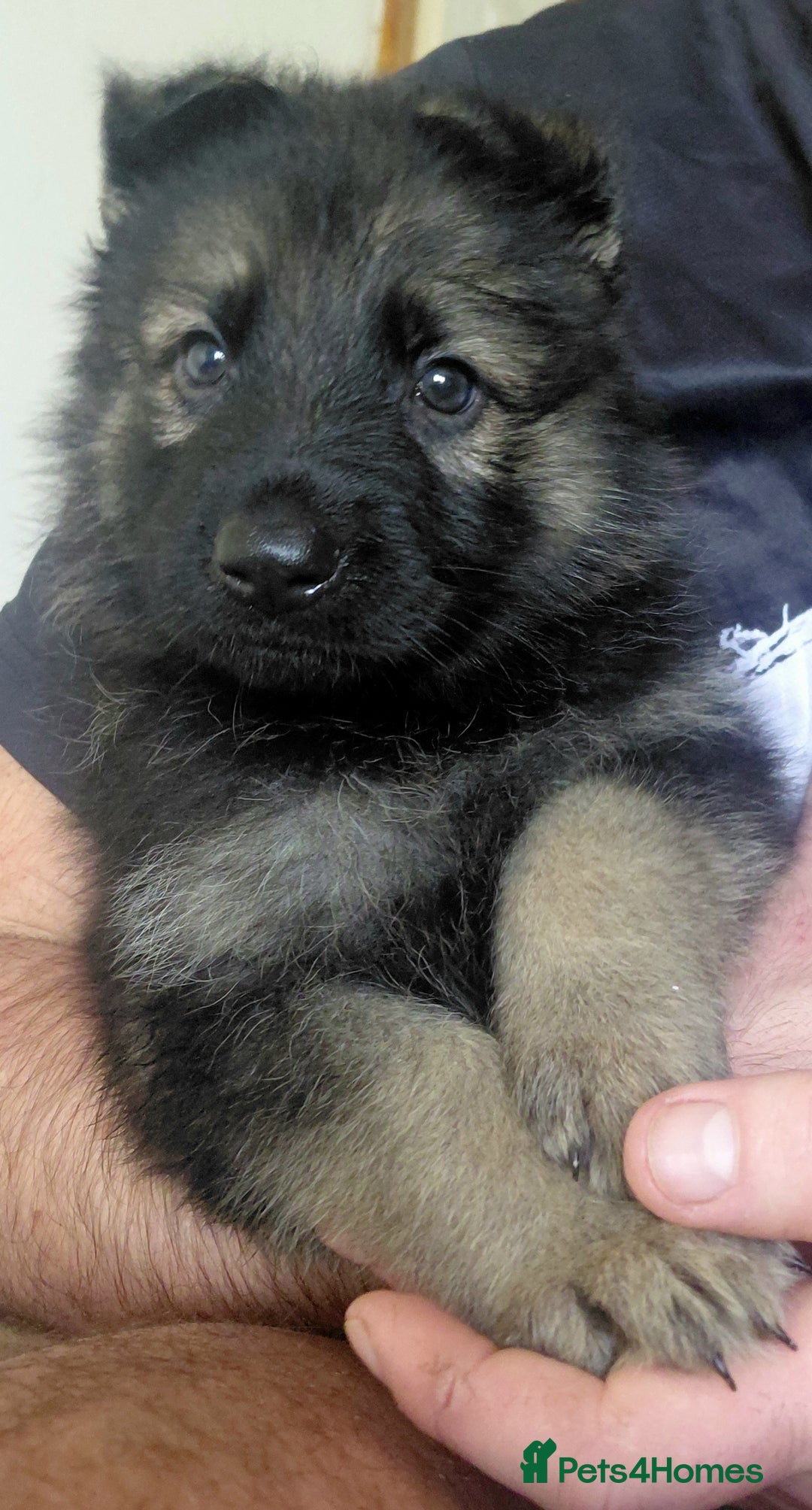German Shepherd dogs for sale: German shepherd puppies - Advert 6