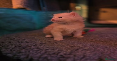 Maine Coon cats - Advert 6