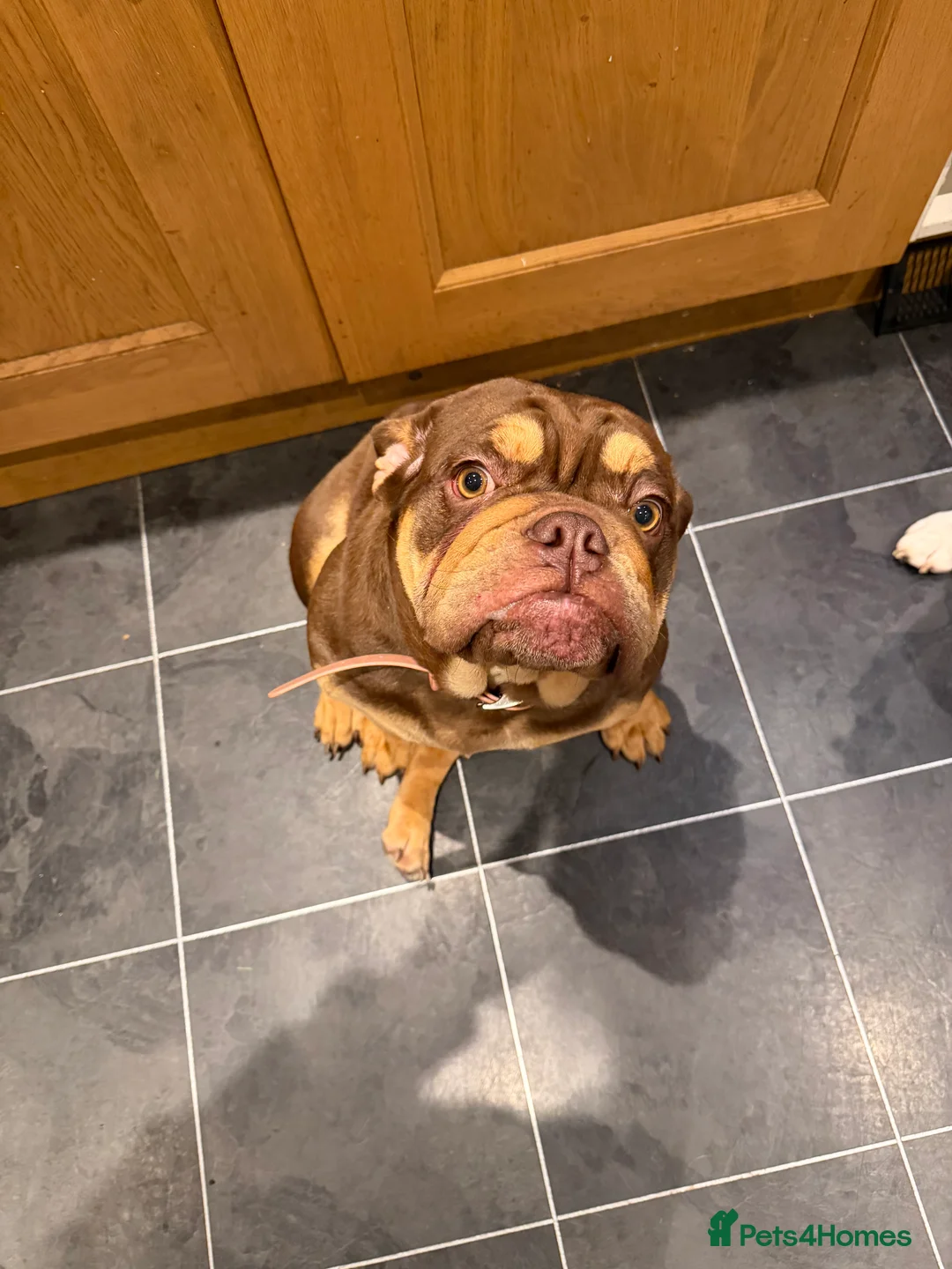 English Bulldog dogs for sale: Beautiful chocolate brown English bulldog  - Advert 5
