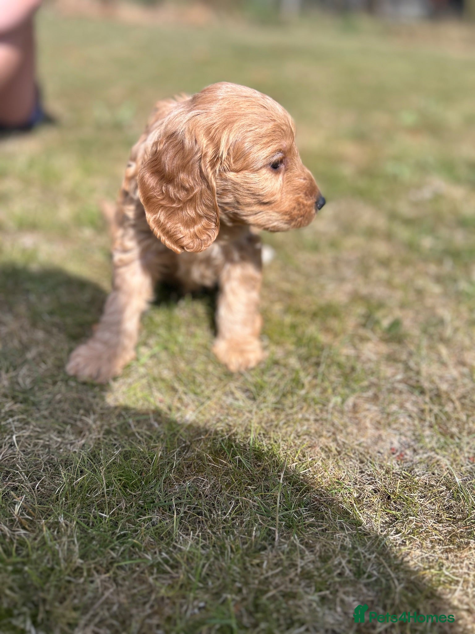 Cockapoo dogs A gorgeous litter of F1 cockapoos, boys & girls.  - Advert 1