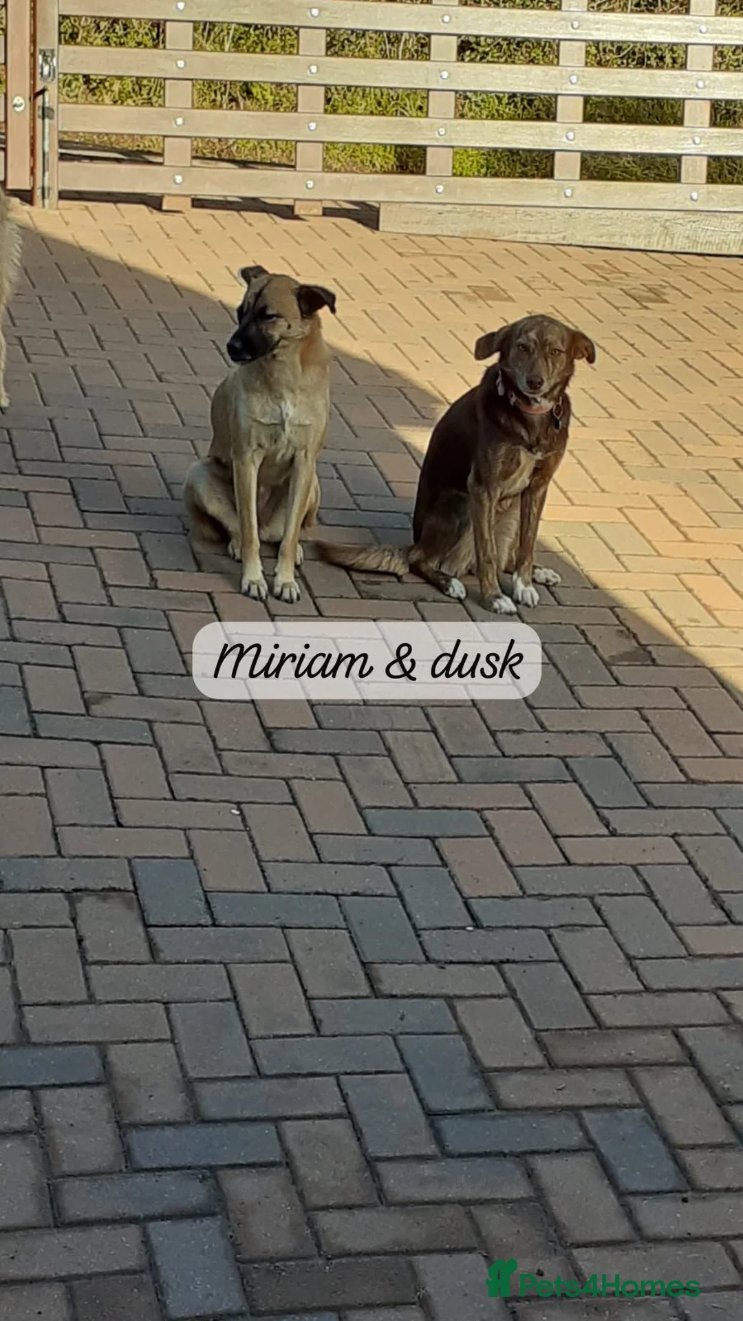 Mixed Breed dogs for adoption: Miriam, 14 months approx. Available for adoption.. - Advert 21