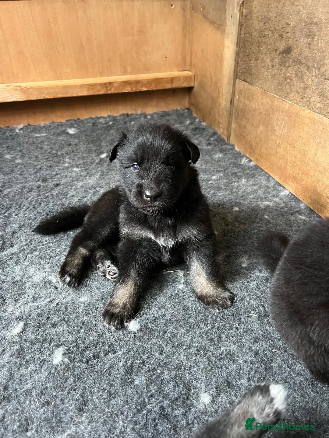 Mixed Breed dogs for sale: Alaskan Shepherd Puppies offers accepted  - Image 26