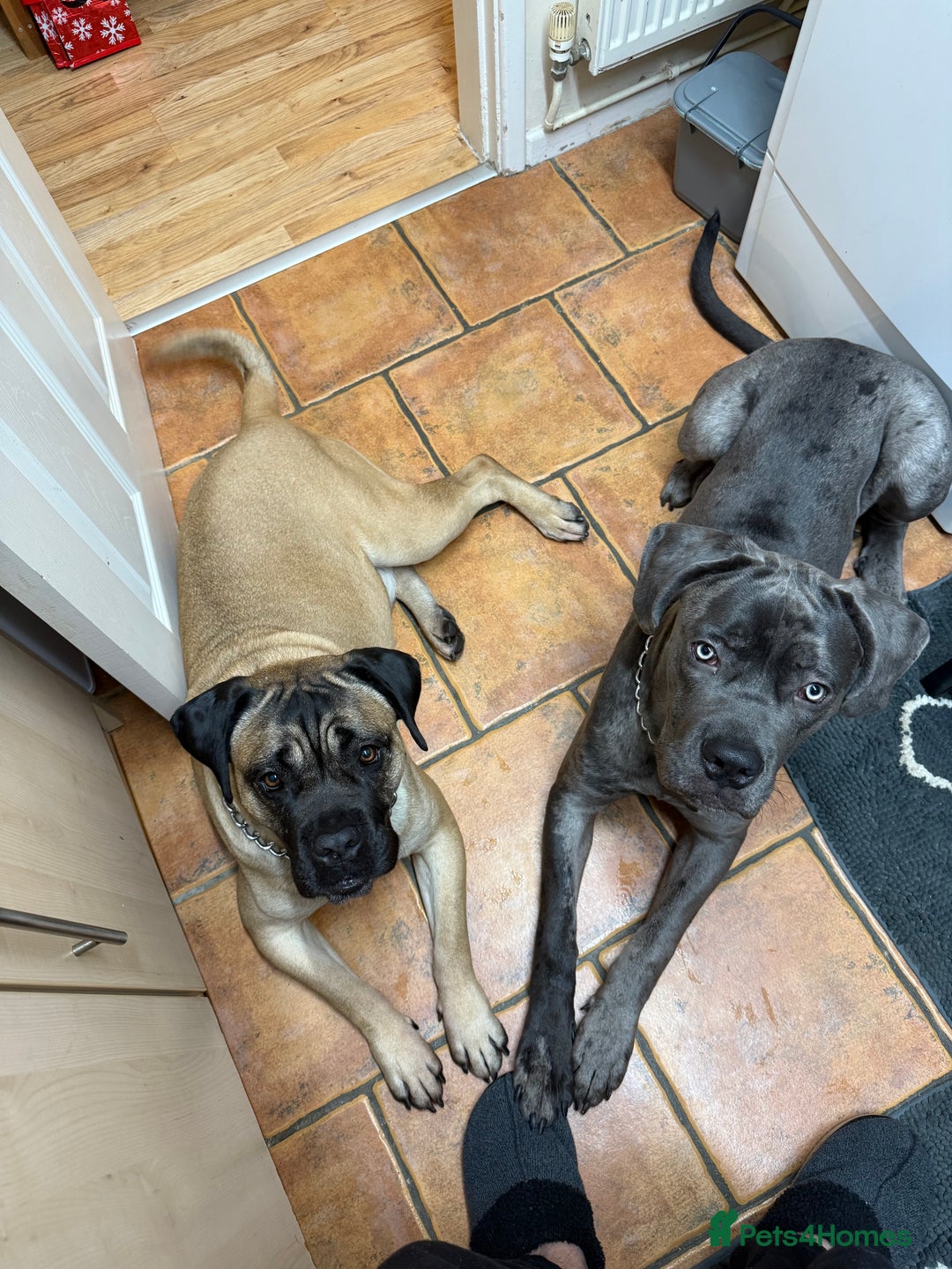 Mixed Breed dogs for sale: Cane Corso x Great Dane  - Advert 14