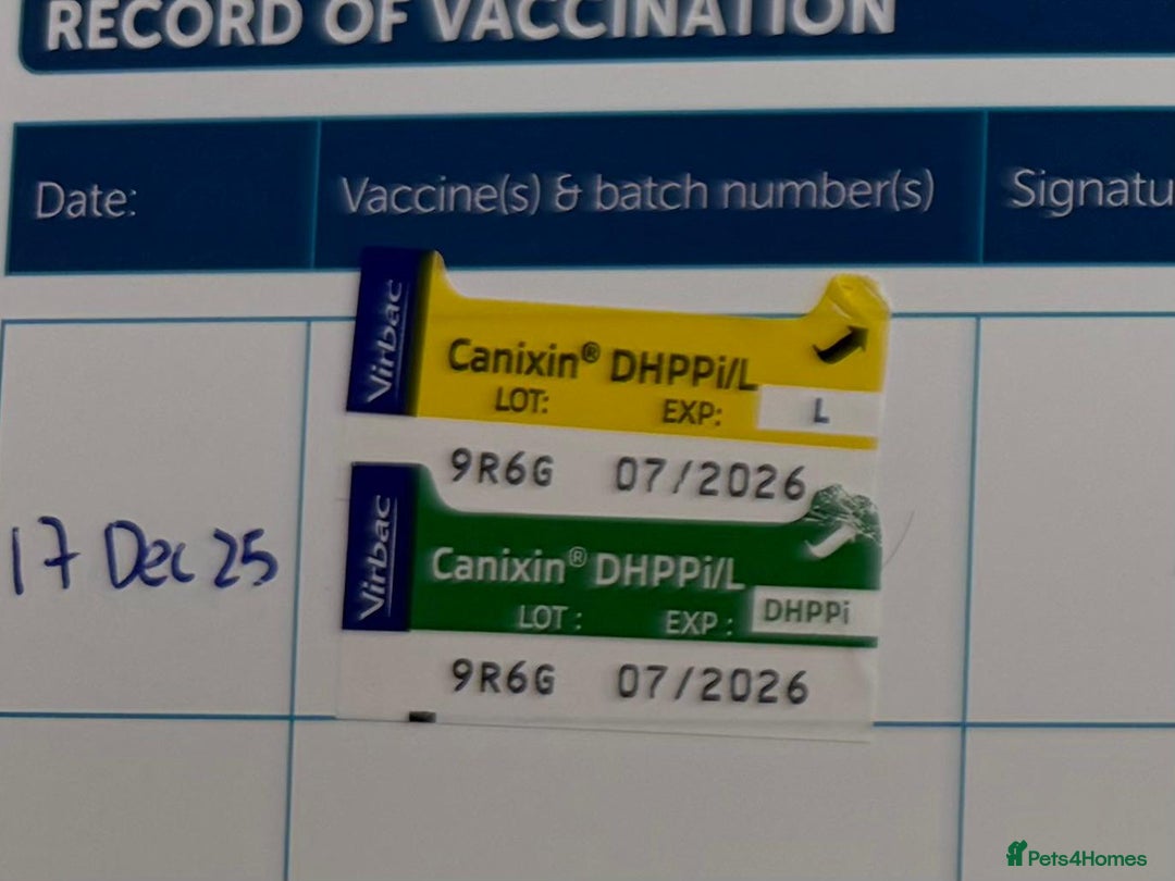 Toy Poodle dogs for sale: ADORABLE ‘ALBERT’ *TOY POODLE*BOY*PUP ready now - Advert 5