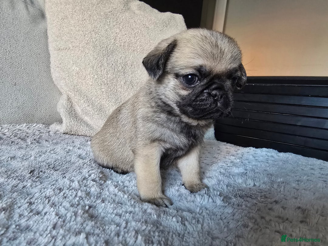 Pug dogs for sale: Beautiful Pug Puppies  - Advert 13