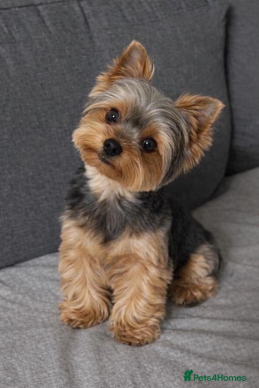 Yorkshire Terrier dogs Beautiful Yorkie for sale  - Advert 13