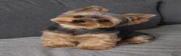 Yorkshire Terrier dogs for sale: Beautiful Yorkie for sale  in London - Advert 1
