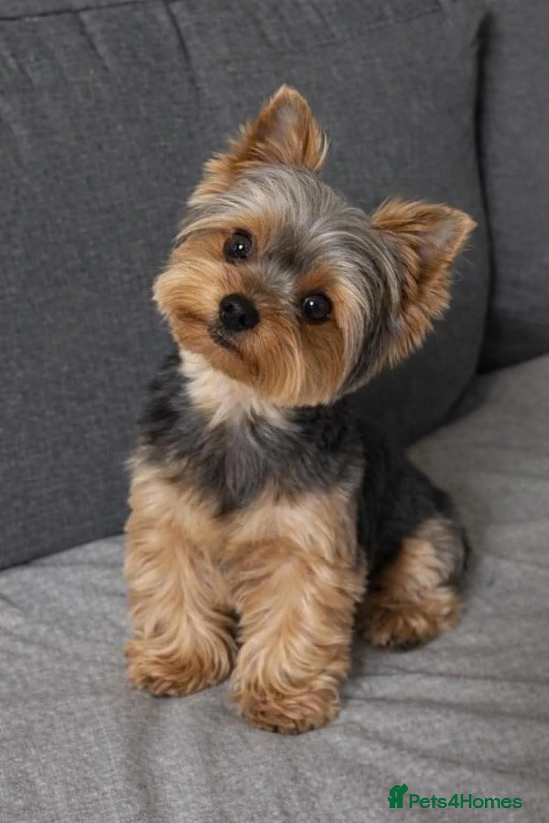 Yorkshire Terrier dogs for sale: Beautiful Yorkie for sale  in London - Advert 1