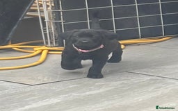 Labrador Retriever dogs for sale: Black lab 1 girl remaining reduced not 2 be missed - Image 8