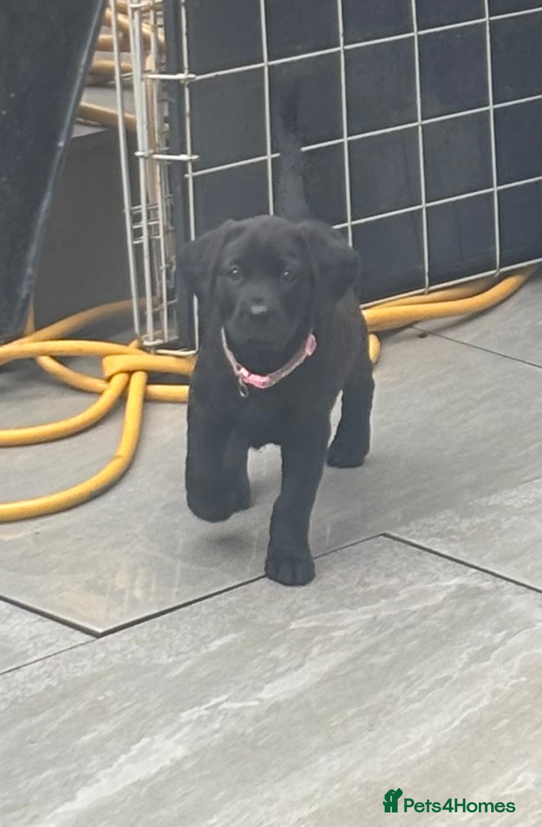 Labrador Retriever dogs for sale: Black lab 1 girl remaining reduced not 2 be missed - Image 8
