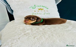 Miniature Dachshund dogs for sale: Outstanding Litter 5 Star Breeder ⭐️⭐️⭐️⭐️⭐️ - Image 13