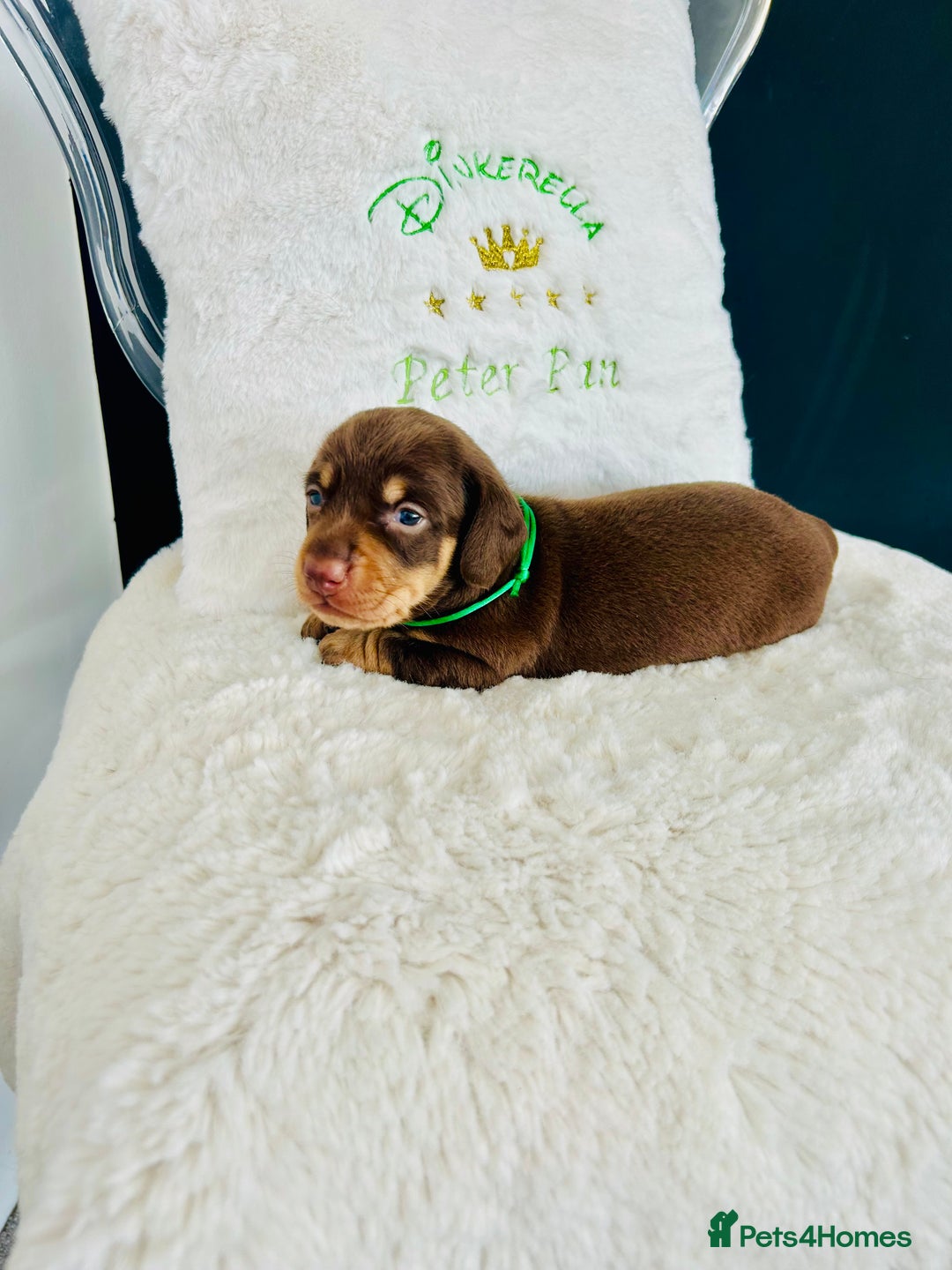 Miniature Dachshund dogs for sale: Outstanding Litter 5 Star Breeder ⭐️⭐️⭐️⭐️⭐️ - Image 13